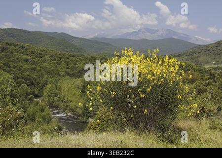 Spartium junceum, Pfarrei Bräutigam auf Korsika, in der Nähe von Redalba, spanischer Besen, binsenginster - Spartium junceum, spanischer Besen, Weberbesen, in der Nähe der Villa Stockfoto