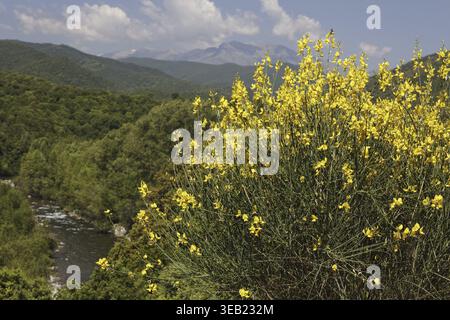 Spartium junceum, Pfarrei Bräutigam auf Korsika, in der Nähe von Redalba, spanischer Besen, binsenginster - Spartium junceum, spanischer Besen, Weberbesen, in der Nähe der Villa Stockfoto