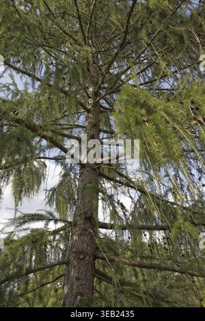 Larix decidua, Europäische Lärche - Larix decidua, Europäische Lärche, gemeine Lärche Stockfoto