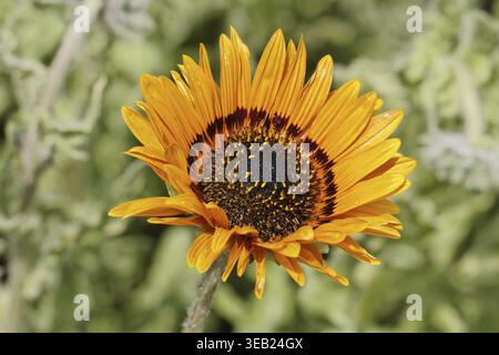 Venidium fastuosum 'Orange Prince' (Arctotis fastuosa), Arctotis fastuosa - Venidium fastuosum, Orange Prince Daisy, Cape Daisy, Monarch des veld, Stockfoto