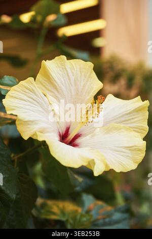 Gelbe Hibiskus-rosa-sinensis-Blüte mit rotem Zentrum, die in einem tropischen Garten blüht. Botanische Schönheit und natürliche Flora im Hintergrund Stockfoto