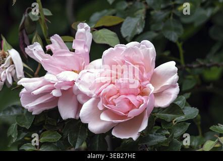 Zwei blühende Knospen Roses Morgengruss, umgeben von grünem Blattwerk eines Busches, im Garten. Rosa Felicia Albertine. Lachsrosa Blumen, nahe bei dir Stockfoto