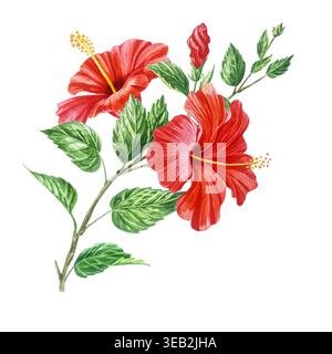 Aquarellroter Hibiskusblütenzweig mit grünen Blättern und Knospen. Handgezeichnete botanische Illustration isoliert auf weißem Hintergrund. Stockfoto