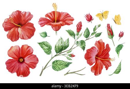 Rote Hibiskusblüten, Zweige und Knospen mit Schmetterlingen Aquarell isoliertes Illustrationsset. Handgezeichneter, tropisch blühender Pflanzenclip Stockfoto