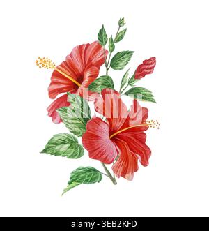 Rote Hibiskusblüten-Aquarell-botanische Illustration. Tropischer Zweig isoliert auf weißem Hintergrund. Handgemalte exotische Pflanze für Sommerhochzeit, Tee Stockfoto