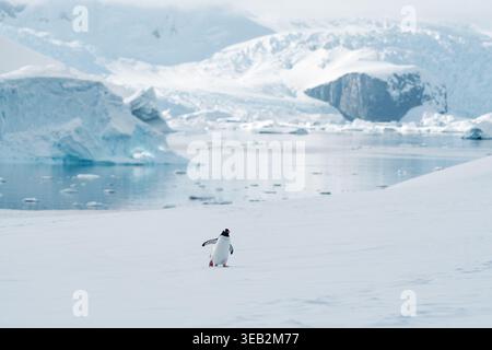 Blick auf einen einsamen Gentoo-Pinguin, der durch eine riesige schneebedeckte Landschaft mit Eisbergen und Bergen in der Antarktis spaziert. Stockfoto