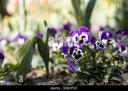 Lila und weiße Stiefmütterchen im Frühlingsgarten, Nahaufnahme Stockfoto