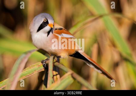 bärtigen reedling Stockfoto