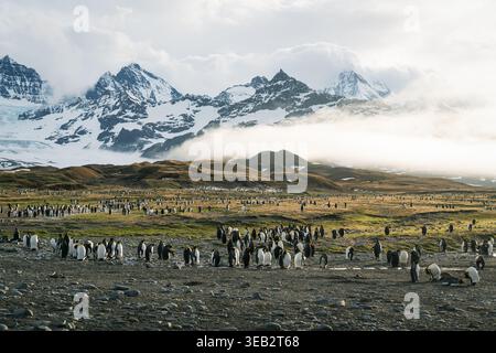 Blick auf eine riesige Kolonie von Königspinguinen an den felsigen Ufern der Saint Andrew's Bay mit schneebedeckten Bergen und nebelbedeckten Gipfeln im Hinterland Stockfoto