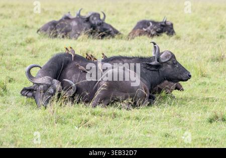 Afrikanischer oder Kapbüffel (Syncerus Caffer), die sich in der Hitze des Tages ausruhen und einen Aussichtspunkt für Oxspechte bieten Stockfoto