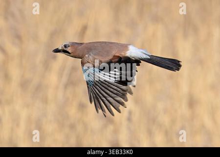 Eurasian Jay (Garrulus glandarius) Norfolk April 2026 Stockfoto