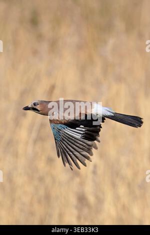 Eurasian Jay (Garrulus glandarius) Norfolk April 2026 Stockfoto