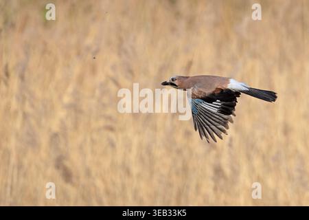 Eurasian Jay (Garrulus glandarius) Norfolk April 2026 Stockfoto