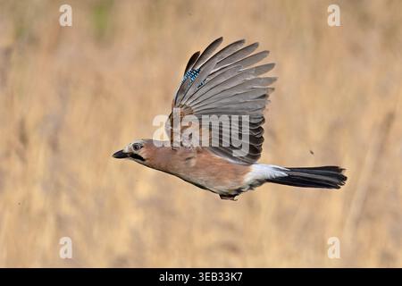 Eurasian Jay (Garrulus glandarius) Norfolk April 2026 Stockfoto