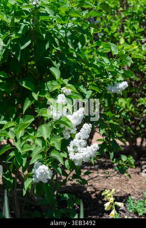 Weiße Fliederblüten blühen auf grünem Busch im Garten, Frühlingsszene mit frischen Blättern und natürlichem Sonnenlicht Stockfoto