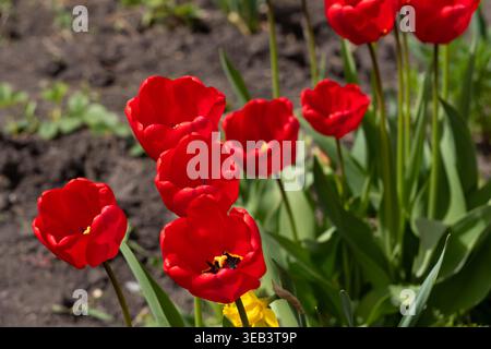 Eine lebhafte Frühlingsszene mit roten Tulpen in voller Blüte in einer Gartenlandschaft. Das Bild fängt die natürliche Schönheit der frischen Jahreszeit ein Stockfoto