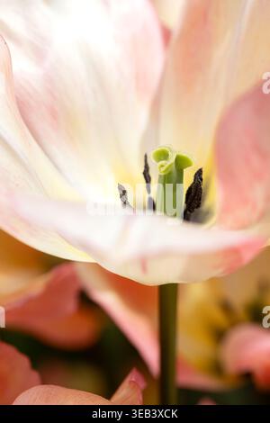 Makroaufnahme einer rosafarbenen und gelben Tulpe, die den zentralen Pistil und Staubblätter zeigt, fotografiert in natürlichem Licht mit geringer Schärfentiefe in einem Sprung Stockfoto