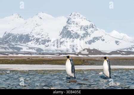 Blick auf zwei Königspinguine, die an einem felsigen Strand mit majestätischen schneebedeckten Bergen im Hintergrund Salisbury Plain, Südgeorgien und im Süden stehen Stockfoto