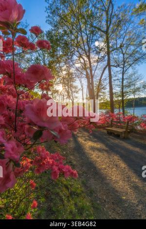 Blick auf leuchtende rosa Azaleen, die entlang eines sonnendurchfluteten Pfades blühen, mit einer Holzbank mit Blick auf das Wasser am Brighton Dam Azalea Garden Brookeville, Marylan Stockfoto