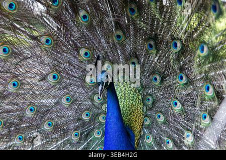 Peacock zeigt seine Federn. Aus nächster Nähe sehen Sie einen wunderschönen Vogel Stockfoto