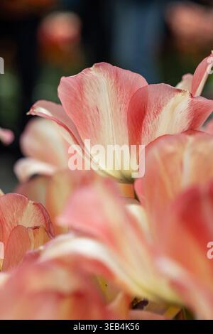 Nahaufnahme rosafarbener und gelber Tulpenblüten, fotografiert bei natürlichem Licht mit geringer Schärfentiefe, mit weichen Blumenstrukturen in einem Frühlingsgarten. Stockfoto