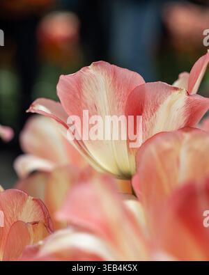 Nahaufnahme rosafarbener und gelber Tulpenblüten, fotografiert bei natürlichem Licht mit geringer Schärfentiefe, mit weichen Blumenstrukturen in einem Frühlingsgarten. Stockfoto