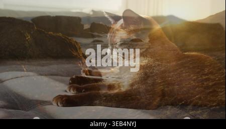 Liegende Hauskatze, die zu Hause auf einer weichen Decke liegt und sich mit felsigem Ufer und Sonnenschein verschmilzt Stockfoto