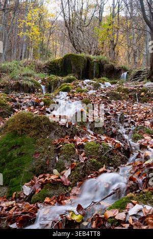 Blick auf Mostenicke, die winzig ist, mit einem kleinen Bach, der über moosige Felsen und herabfallende Herbstblätter in einem dichten Wald in Mostenica, Banska Bystrica Re fließt Stockfoto