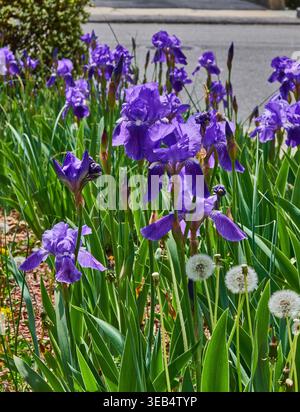 Wunderschöne lila Iris Blüten in voller Blüte. Zusammen mit drei vollen Löwenzahn. Stockfoto