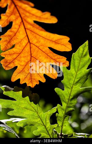Hinterleuchtete Eichenblätter leuchten in lebhaften Herbsttönen, Orange und Grün bilden ein markantes natürliches Muster vor dunklem Hintergrund und heben die Blattstruktur hervor Stockfoto
