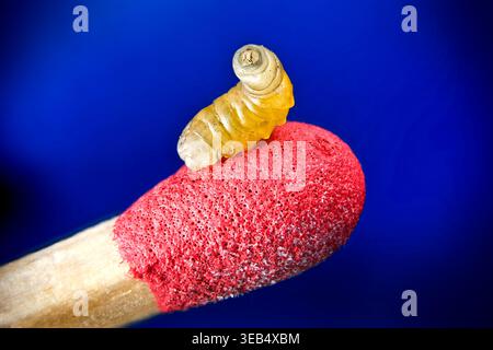 Extremes Makro einer Wespengrube (Apanteles glomeratus) auf einem roten Streichkopf mit durchscheinenden Details auf blauem Hintergrund. Stockfoto