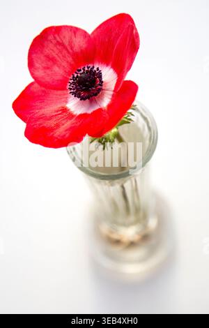 Rote Mohnanemone in einer klaren Glasvase, eine minimalistische Komposition aus lebhaften Farben, weichem Licht und zarten Details vor einem klaren Hintergrund Stockfoto
