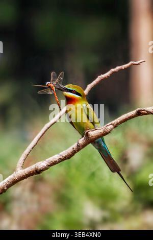 Blick auf einen Blauschwanzbienenfresser auf einem Zweig mit einer Libelle im Schnabel vor einem verschwommenen grünen Hintergrund in Joypurhat, Rajshahi Division, B Stockfoto