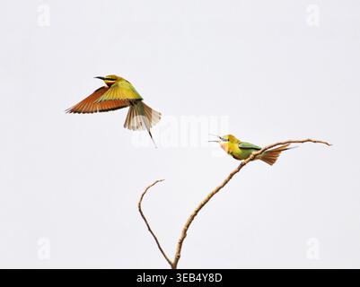 Blick auf zwei Blauschwanzbienenfresser, von denen einer im Flug ist und der andere auf einem trockenen Ast vor klarem Himmel in Joypurhat, Rajshahi Division, Banglad Stockfoto