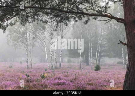 Blick auf das blühende violette Heidefeld unter Birkenbäumen in einem nebeligen Wald Palmiry, Woiwodschaft Masowien, Polen. Stockfoto