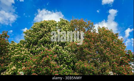 Panoramablick auf die blühenden Kastanienbäume Aesculus hippocastanum mit weißen und rosa Blüten vor einem blauen Himmel. Stockfoto