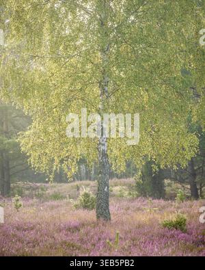 Blick auf eine einsame Birke in einem blühenden Feld aus violettem Heidekraut, umgeben von einem nebeligen Wald in Palmiry, Woiwodschaft Masowien, Polen. Stockfoto