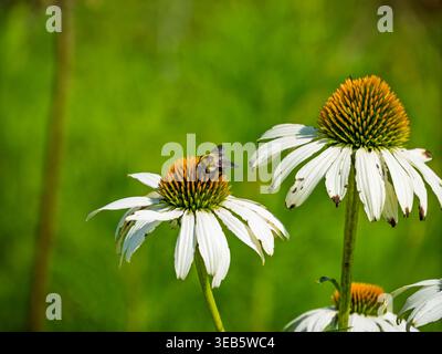 Eine flauschige Hummel landet auf der kugelförmigen Blüte einer violetten allium-Blume Stockfoto