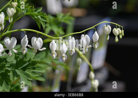 Blutende Herzblüten. Papaveraceae perennial giftig in China heimisch. Sie blüht im Frühsommer mit rosa oder weißen Blüten. Stockfoto
