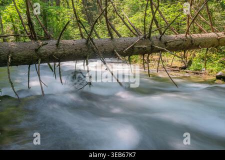 Blick auf einen umgestürzten Baumstamm über einem schnell fließenden Bergbach im üppigen grünen Wald von Vajskovska dolina Dolna Lehota, Banskobystricky kraj, Slov Stockfoto