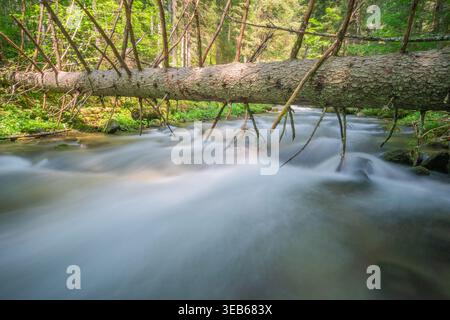 Blick auf einen umgestürzten Baumstamm über einem schnell fließenden Bergbach mit lang ausgesetztem Wassereffekt im üppigen Wald von Vajskovska dolina Dolna Lehota, Stockfoto