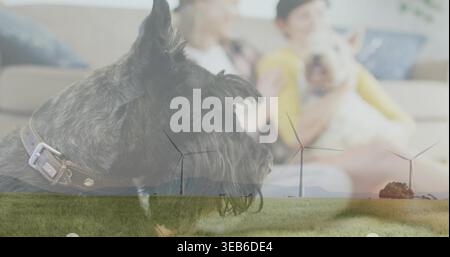 Er zeigt einen großen dunklen Terrierkopf mit braunem Kragen über dem Sofa, eine Frau in gelber Strickjacke Stockfoto