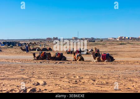 Blick auf Kamele auf dem Sandboden mit traditionellen Sätteln und Menschen, die in der Nähe unter einem klaren blauen Himmel in Merzouga, Draa-Tafilalet, Mor stehen Stockfoto