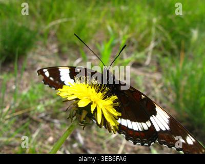 Weißer Admiral Schmetterling, der auf Einem Löwenzahn chillt Stockfoto