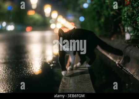 Schwarz-weiße Katze, die nachts auf der nassen Stadtstraße spaziert, mit Bokeh-Lichtern im Hintergrund Stockfoto