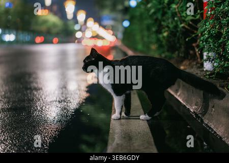 Schwarz-weiße Katze, die nachts auf nassem Stadtrand steht, mit Bokeh-Straßenlaternen im Hintergrund Stockfoto