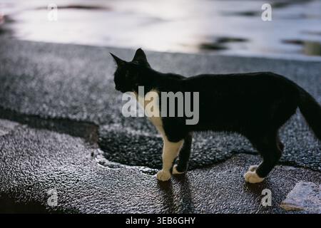 Schwarz-weiße Katze, die in der Dämmerung auf nasser Asphaltstraße läuft, Seitenprofil mit reflektierender Oberfläche Stockfoto