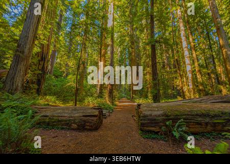 Der Dirt Trail schlängelt sich durch hoch aufragende Mammutbäume und umgefallene Baumstämme im Redwood National Park, Kalifornien. Stockfoto