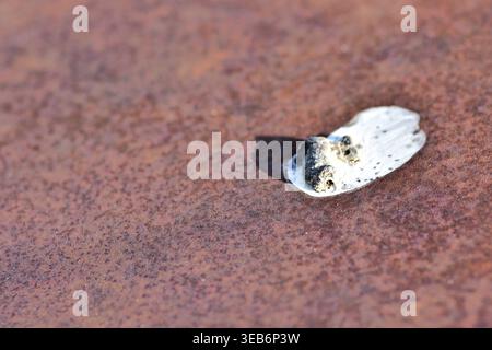 Makroaufnahme von Vogelkot auf einer stark rostigen Metalloberfläche. Konzeptionelles Bild von Natur vs. Industrie, Verfall, Verschmutzung und Stadtbiologie. Hohe Deta Stockfoto