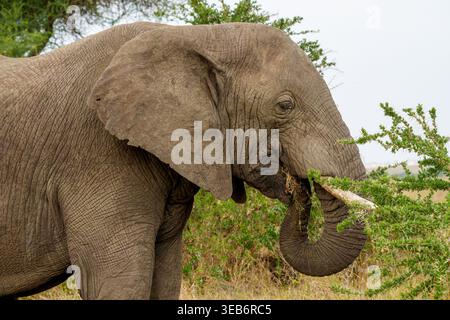 Ein majestätischer afrikanischer Buschelefant (loxodonta Africana) weidet auf dornigen Akazienzweigen in der Savanne. Bekannt als das größte Landsäugetier der Welt Stockfoto